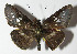  ( - 12-SRNP-68437)  @14 [ ] CreativeCommons - Attribution Non-Commercial Share-Alike (2014) Daniel H. Janzen Guanacaste Dry Forest Conservation Fund
