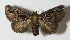  ( - 12-SRNP-76684)  @14 [ ] CreativeCommons - Attribution Non-Commercial Share-Alike (2014) Daniel H. Janzen Guanacaste Dry Forest Conservation Fund