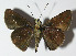  (Cynea Burns11 - 12-SRNP-78060)  @14 [ ] CreativeCommons - Attribution Non-Commercial Share-Alike (2014) Daniel H. Janzen Guanacaste Dry Forest Conservation Fund