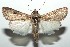  (Spodoptera albula - 13-SRNP-101311)  @14 [ ] CreativeCommons - Attribution Non-Commercial Share-Alike (2014) Daniel H. Janzen Guanacaste Dry Forest Conservation Fund