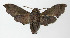  ( - 13-SRNP-21061)  @14 [ ] CreativeCommons - Attribution Non-Commercial Share-Alike (2014) Daniel H. Janzen Guanacaste Dry Forest Conservation Fund