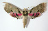  ( - 13-SRNP-21441)  @14 [ ] CreativeCommons - Attribution Non-Commercial Share-Alike (2014) Daniel H. Janzen Guanacaste Dry Forest Conservation Fund
