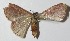  (Leptostales angulata - 13-SRNP-30984)  @11 [ ] CreativeCommons - Attribution Non-Commercial Share-Alike (2014) Daniel H. Janzen Guanacaste Dry Forest Conservation Fund
