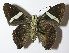  ( - 13-SRNP-3314)  @14 [ ] CreativeCommons - Attribution Non-Commercial Share-Alike (2014) Daniel H. Janzen Guanacaste Dry Forest Conservation Fund