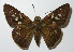  ( - 13-SRNP-55124)  @11 [ ] CreativeCommons - Attribution Non-Commercial Share-Alike (2014) Daniel H. Janzen Guanacaste Dry Forest Conservation Fund