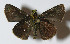  ( - 13-SRNP-68445)  @14 [ ] CreativeCommons - Attribution Non-Commercial Share-Alike (2014) Daniel H. Janzen Guanacaste Dry Forest Conservation Fund