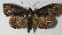  (Cropia grandimacula - 12-SRNP-21095)  @15 [ ] CreativeCommons - Attribution Non-Commercial Share-Alike (2013) Daniel H. Janzen Guanacaste Dry Forest Conservation Fund