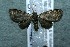  (Eupithecia Janzen774 - 12-SRNP-42177)  @13 [ ] CreativeCommons - Attribution Non-Commercial Share-Alike (2013) Daniel H. Janzen Guanacaste Dry Forest Conservation Fund