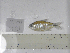  (Deuterodon - MHNM51030)  @11 [ ] Unspecified (default): All Rights Reserved  Unspecified Unspecified