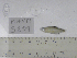  (Aphyocharax rathbuni - MHNM52091)  @11 [ ] Unspecified (default): All Rights Reserved  Unspecified Unspecified