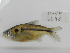  (Hyphessobrycon togoi - MHNM56481)  @11 [ ] Unspecified (default): All Rights Reserved  Unspecified Unspecified