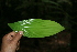  ( - BioBot05096)  @11 [ ] CreativeCommons - Attribution Non-Commercial Share-Alike (2010) Daniel H. Janzen Guanacaste Dry Forest Conservation Fund