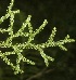  ( - BioBot05308)  @11 [ ] Copyright (2010) Unspecified Unspecified