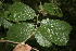  ( - BioBot00005)  @11 [ ] CreativeCommons - Attribution Non-Commercial Share-Alike (2010) Daniel H. Janzen Guanacaste Dry Forest Conservation Fund