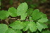 ( - BioBot00008)  @11 [ ] CreativeCommons - Attribution Non-Commercial Share-Alike (2010) Daniel H. Janzen Guanacaste Dry Forest Conservation Fund