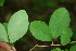  ( - BioBot00008)  @11 [ ] CreativeCommons - Attribution Non-Commercial Share-Alike (2010) Daniel H. Janzen Guanacaste Dry Forest Conservation Fund