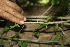  (Adelia triloba - BioBot00009)  @11 [ ] Copyright (2010) Unspecified Unspecified