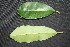  ( - BioBot00022)  @11 [ ] Copyright (2010) Unspecified Unspecified
