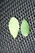  ( - BioBot00031)  @11 [ ] Copyright (2010) Unspecified Unspecified