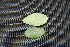  ( - BioBot00031)  @11 [ ] Copyright (2010) Unspecified Unspecified