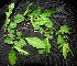  ( - BioBot00032)  @11 [ ] Copyright (2010) Unspecified Unspecified