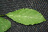  ( - BioBot00032)  @11 [ ] Copyright (2010) Unspecified Unspecified