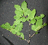  ( - BioBot00033)  @11 [ ] Copyright (2010) Unspecified Unspecified
