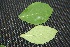  ( - BioBot00033)  @11 [ ] Copyright (2010) Unspecified Unspecified