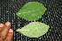  ( - BioBot00033)  @11 [ ] Copyright (2010) Unspecified Unspecified
