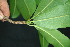  ( - BioBot00038)  @11 [ ] Copyright (2010) Unspecified Unspecified