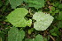  ( - BioBot00055)  @11 [ ] Copyright (2010) Unspecified Unspecified