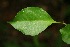  ( - BioBot00077)  @11 [ ] Copyright (2010) Unspecified Unspecified