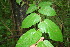  ( - BioBot00098)  @11 [ ] CreativeCommons - Attribution Non-Commercial Share-Alike (2010) Daniel H. Janzen Guanacaste Dry Forest Conservation Fund