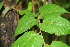  ( - BioBot00098)  @11 [ ] CreativeCommons - Attribution Non-Commercial Share-Alike (2010) Daniel H. Janzen Guanacaste Dry Forest Conservation Fund