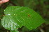  ( - BioBot00098)  @11 [ ] CreativeCommons - Attribution Non-Commercial Share-Alike (2010) Daniel H. Janzen Guanacaste Dry Forest Conservation Fund