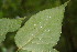  ( - BioBot00098)  @11 [ ] CreativeCommons - Attribution Non-Commercial Share-Alike (2010) Daniel H. Janzen Guanacaste Dry Forest Conservation Fund