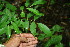  ( - BioBot00113)  @11 [ ] CreativeCommons - Attribution Non-Commercial Share-Alike (2010) Daniel H. Janzen Guanacaste Dry Forest Conservation Fund