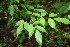  ( - BioBot00113)  @11 [ ] CreativeCommons - Attribution Non-Commercial Share-Alike (2010) Daniel H. Janzen Guanacaste Dry Forest Conservation Fund