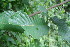  (Annona purpurea - BioBot00118)  @11 [ ] CreativeCommons - Attribution Non-Commercial Share-Alike (2010) Daniel H. Janzen Guanacaste Dry Forest Conservation Fund