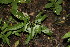  ( - BioBot00142)  @11 [ ] CreativeCommons - Attribution Non-Commercial Share-Alike (2010) Daniel H. Janzen Guanacaste Dry Forest Conservation Fund