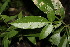  ( - BioBot00142)  @11 [ ] CreativeCommons - Attribution Non-Commercial Share-Alike (2010) Daniel H. Janzen Guanacaste Dry Forest Conservation Fund
