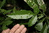  ( - BioBot00142)  @11 [ ] CreativeCommons - Attribution Non-Commercial Share-Alike (2010) Daniel H. Janzen Guanacaste Dry Forest Conservation Fund