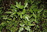  ( - BioBot00143)  @11 [ ] CreativeCommons - Attribution Non-Commercial Share-Alike (2010) Daniel H. Janzen Guanacaste Dry Forest Conservation Fund