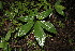  ( - BioBot00148)  @11 [ ] CreativeCommons - Attribution Non-Commercial Share-Alike (2010) Daniel H. Janzen Guanacaste Dry Forest Conservation Fund
