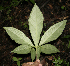  ( - BioBot00148)  @11 [ ] CreativeCommons - Attribution Non-Commercial Share-Alike (2010) Daniel H. Janzen Guanacaste Dry Forest Conservation Fund