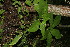  ( - BioBot00149)  @11 [ ] CreativeCommons - Attribution Non-Commercial Share-Alike (2010) Daniel H. Janzen Guanacaste Dry Forest Conservation Fund