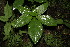  ( - BioBot00149)  @11 [ ] CreativeCommons - Attribution Non-Commercial Share-Alike (2010) Daniel H. Janzen Guanacaste Dry Forest Conservation Fund