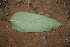  (Maranta arundinacea - BioBot00164)  @11 [ ] Copyright (2010) Unspecified Unspecified