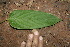  ( - BioBot00164)  @11 [ ] Copyright (2010) Unspecified Unspecified