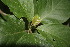  ( - BioBot00179)  @11 [ ] CreativeCommons - Attribution Non-Commercial Share-Alike (2010) Daniel H. Janzen Guanacaste Dry Forest Conservation Fund
